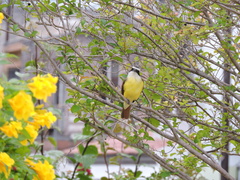 Pitangus sulphuratus