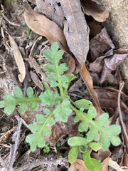 Nemophila maculata