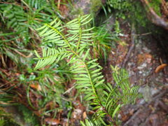 Taxus mairei