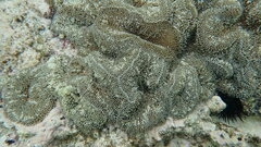 Stichodactyla helianthus
