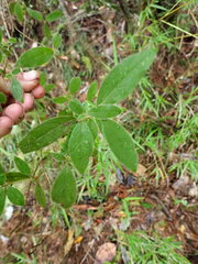 Rhododendron oldhamii