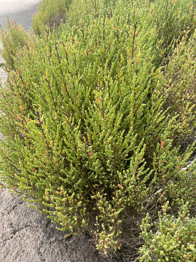 Shrubby Glasswort from Cheetham Wetlands - The Tower, Altona Meadows ...