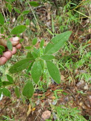 Rhododendron oldhamii