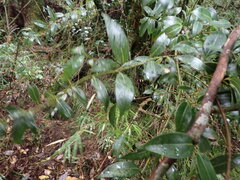 Cinnamomum insularimontanum