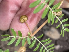 Tribulus micrococcus