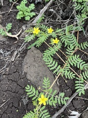 Tribulus micrococcus