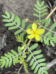 Tribulus micrococcus