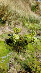 Aciphylla divisa