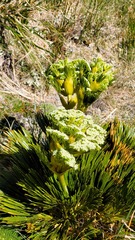 Aciphylla divisa