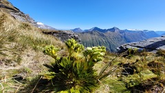 Aciphylla divisa