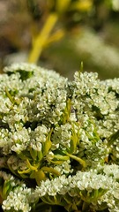 Aciphylla divisa