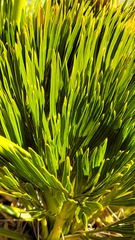 Aciphylla divisa