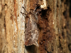 Elhamma australasiae