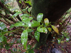 Cinnamomum insularimontanum
