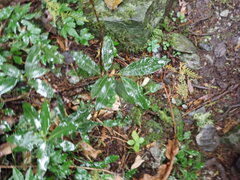 Litsea morrisonensis