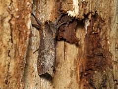 Elhamma australasiae