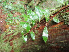 Hydrangea integrifolia