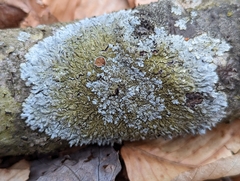 Punctelia missouriensis