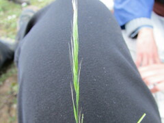 Muhlenbergia implicata