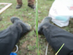 Muhlenbergia implicata