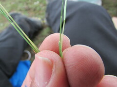 Muhlenbergia implicata