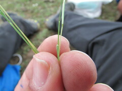 Muhlenbergia implicata