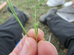 Muhlenbergia implicata
