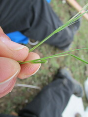 Muhlenbergia implicata