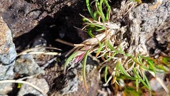 Agrostis muelleriana
