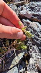 Poa novae-zelandiae