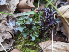 Obolaria virginica