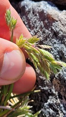 Poa novae-zelandiae