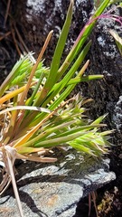 Poa novae-zelandiae