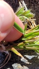 Poa novae-zelandiae