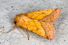 Pyrrhia umbra