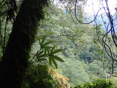 Pyrrosia polydactylos