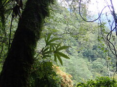 Pyrrosia polydactylos