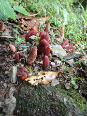 Balanophora laxiflora