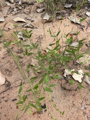 Zornia dyctiocarpa
