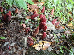 Balanophora laxiflora