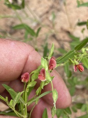 Zornia dyctiocarpa