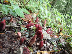Balanophora laxiflora