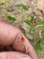 Zornia dyctiocarpa