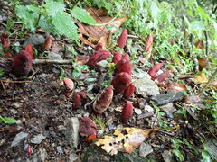 Balanophora laxiflora
