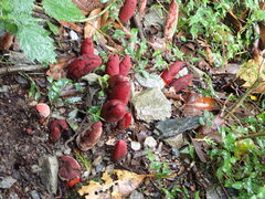 Balanophora laxiflora