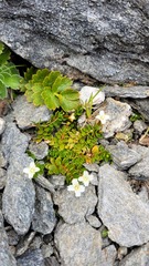 Epilobium tasmanicum