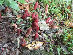 Balanophora laxiflora