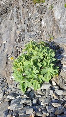 Ranunculus buchananii