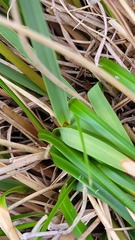 Chionochloa vireta