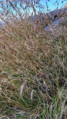 Chionochloa vireta